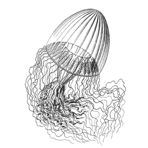 The cover picture of the next content